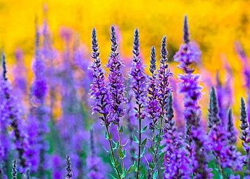 背刺一半？《纪元117：罗马和平》国区价格永降